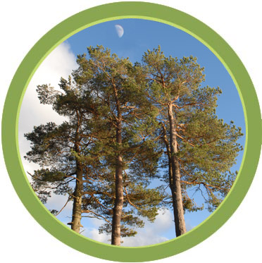 Circle: sustain